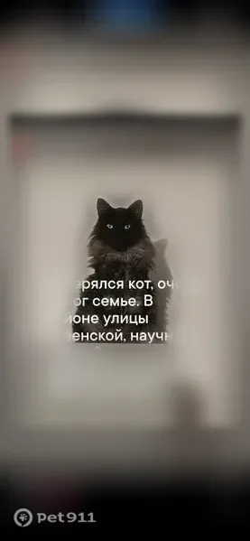 Пропала кошка, Старый Оскол — помесь сибирского и мейкуна, чёрная мордочка - photo
