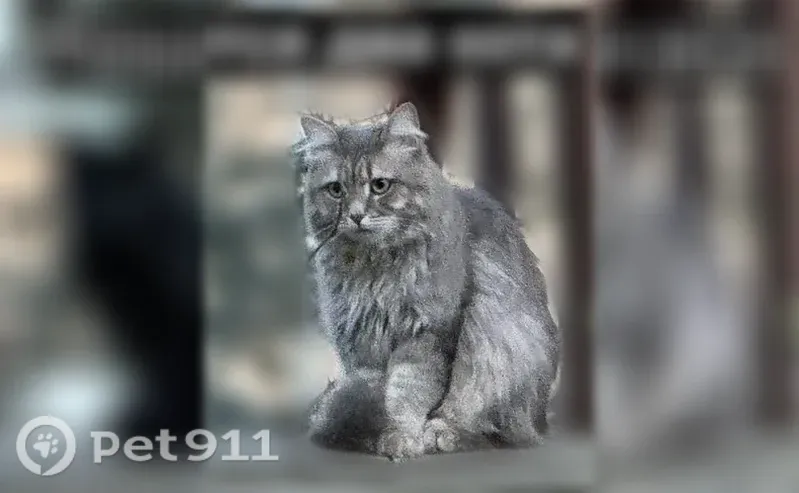 Пропала кошка, Поселок Челюскинский (г Пушкино), Фурманова, д. 8, Пушкино — потерялись два котика - photo