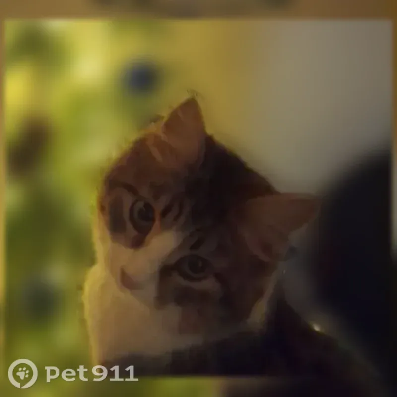 Пропала кошка, Дмитров, Космонавтов, д. 31 — домашняя, может хромать - photo