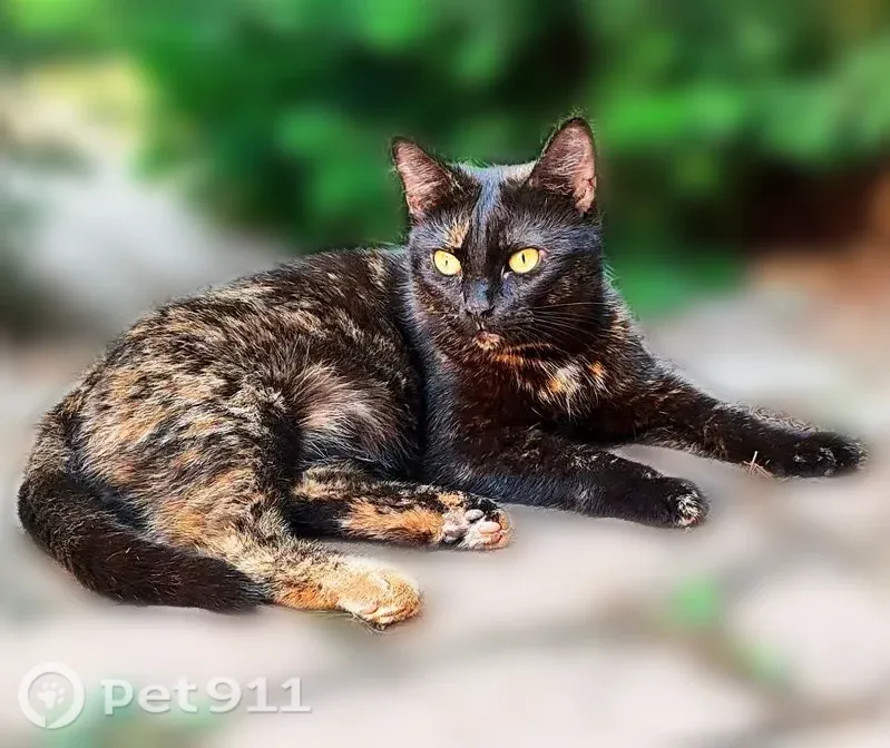 Пропала кошка, Село Береговое, Комсомольская, д. 1/1, Береговое — стерилизована - photo
