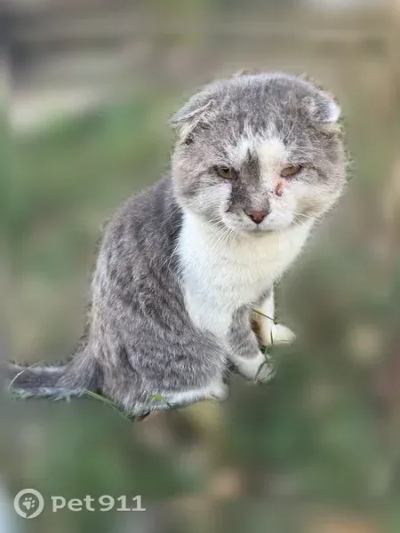 Кошка ищет дом, Район Ленинский (г Нижний Новгород), Ленина, д. 4, Нижний Новгород — очень контактная, ручная - photo