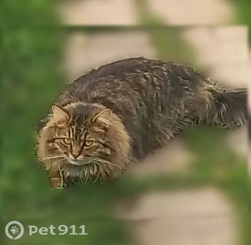 Пропала кошка, Сахаровское шоссе, 25, Аркатово - photo