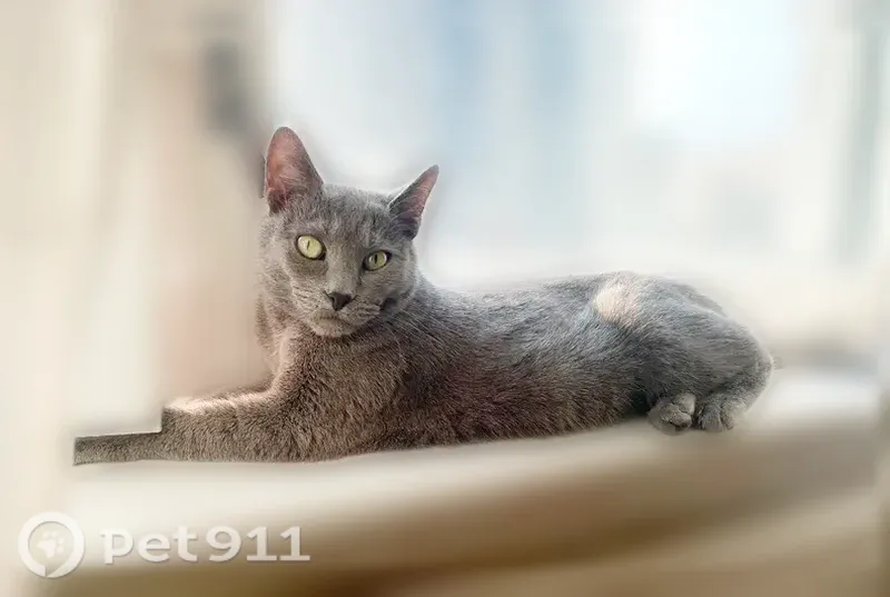 Пропала кошка, ул. Чудновского, д. 19, Санкт-Петербург — взрослая, худенькая - photo