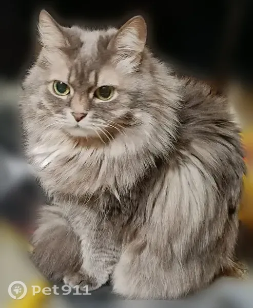 Пропала кошка, Трифоновская, д. 12, Москва — серо-белая, 14 лет - photo
