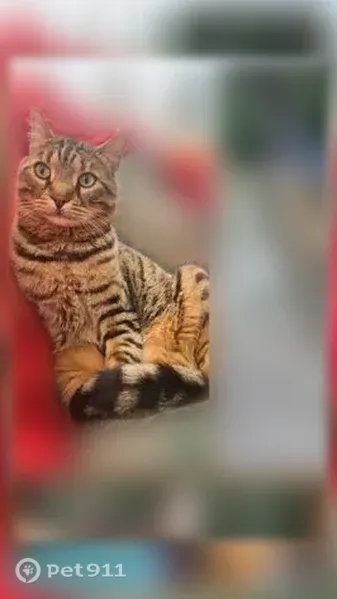 Пропала кошка, Село Булгаково, Мира, д. 22, Булгаково — кастрированный кот с леопардовым окрасом - photo