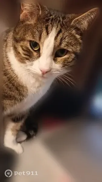 Пропала кошка, Айвазовского, д. 114, Ставрополь — кастрирована, белая с тигровым окрасом - photo