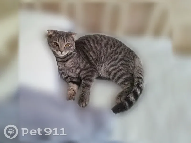 Пропала кошка, Биатлонный, д. 51, Тюмень — шотландская вислоухая - photo