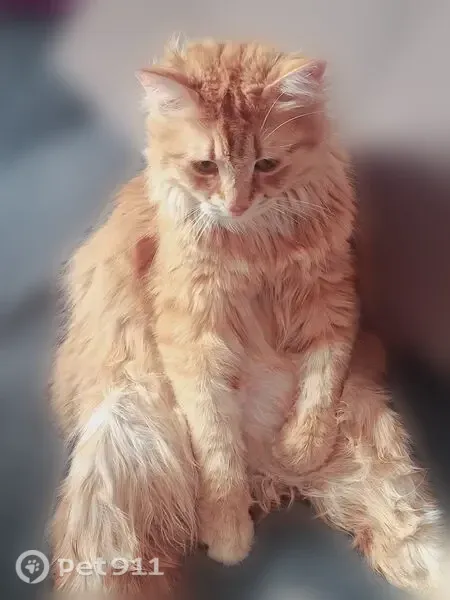 Пропала кошка, Деревня Каськово, Каськово — крупная, 6 кг - photo