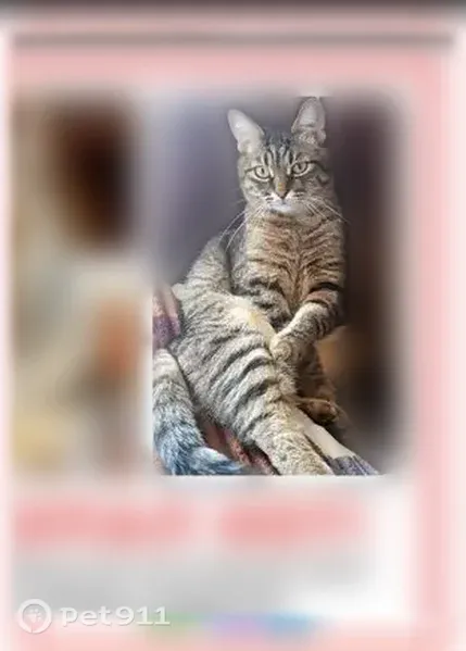 Пропала кошка, Зелинского, д. 18, Воскресенск — пугливая, домашняя - photo