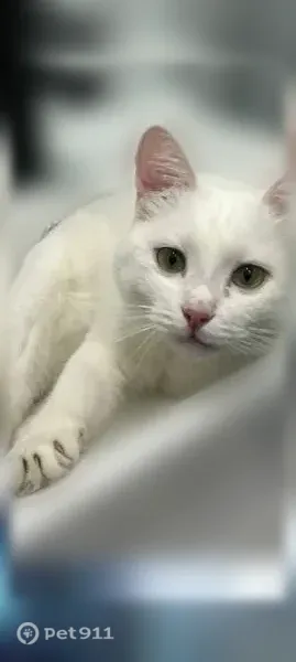 Пропала кошка, Очер, Гоголя, д. 20, Очёр — кот, 2 года, зелёные глаза - photo