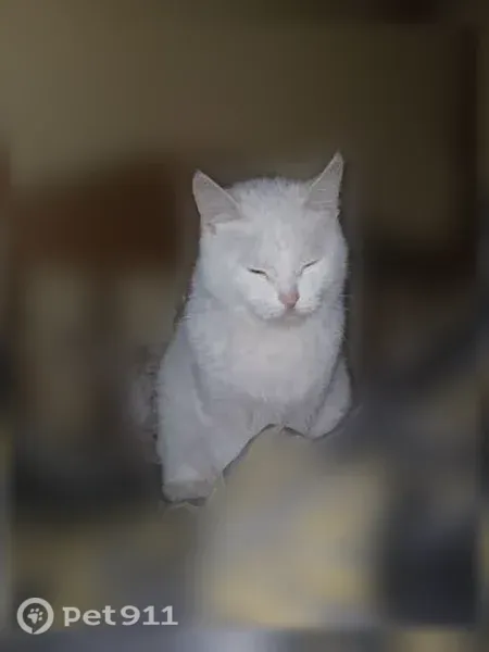 Пропала кошка, Поселок Молодежный, Мира, д. 13, Тула — серая кошка с пятнышком на лапке - photo