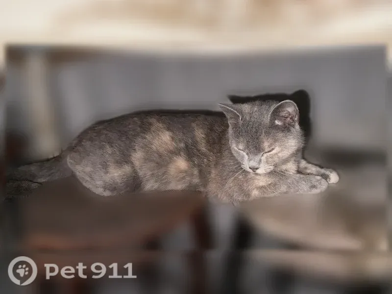 Пропала кошка, Село Галашки, им. С. М. Сайид-Ибрахими — молодая, недавно родила - photo