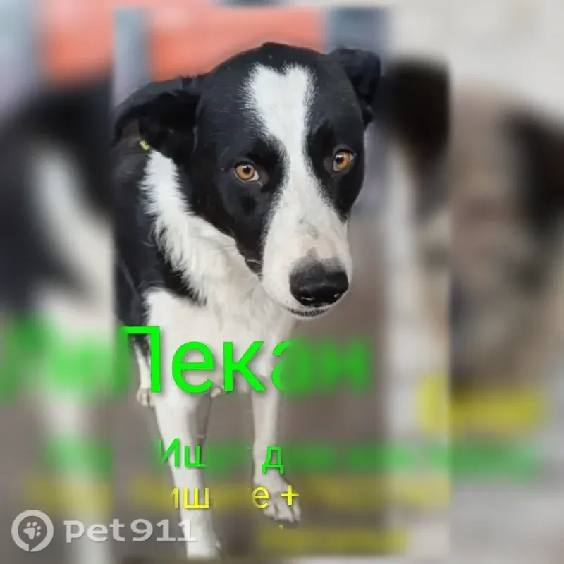 Собака ищет дом, Копейск, Славы, Копейск — неразлучные, дружелюбные - photo