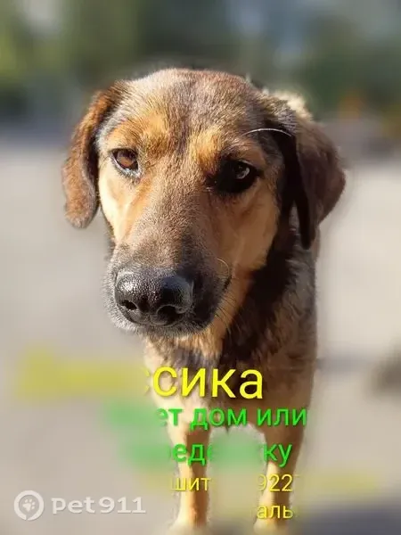 Собака ищет дом, Копейск, Славы, Копейск — рыжеватая, дружит с собаками - photo