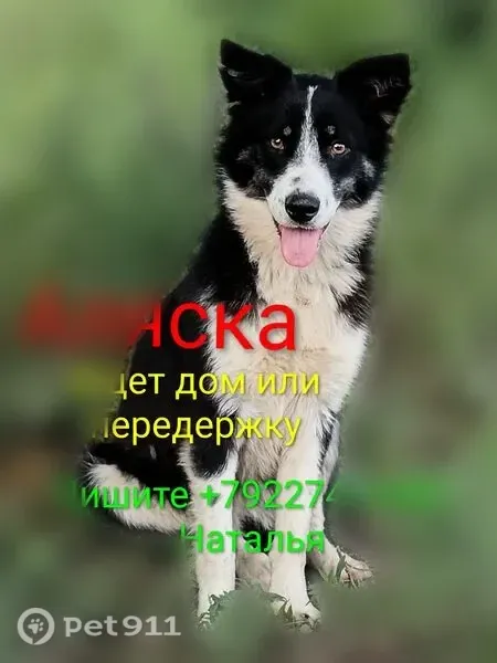 Собака ищет дом, Славы, Копейск — Аляска, молодая и тревожная - photo