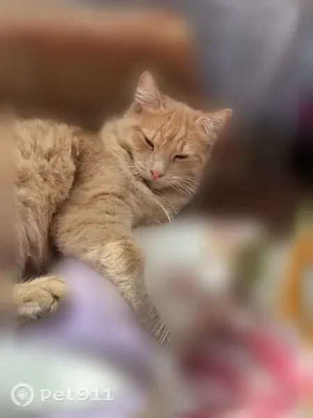 Пропала кошка, Деревня Алферьево (г Зарайск), Зарайск — кот с тёмно-рыжим окрасом - photo