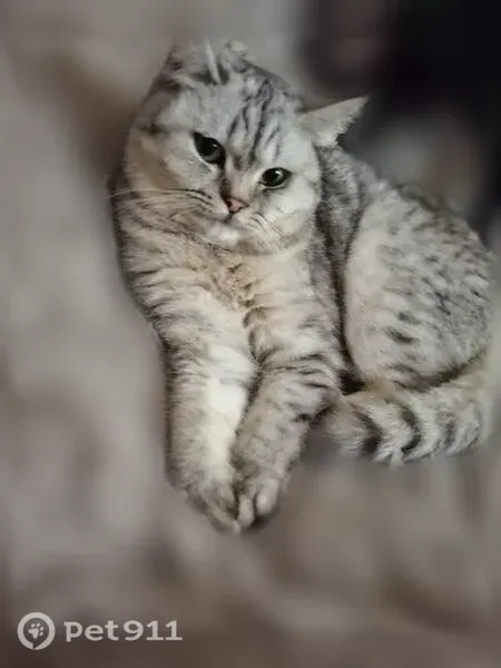 Пропала кошка, Село Шалушка, Каменская, д. 100 6, Шалушка — убежала в коридор - photo