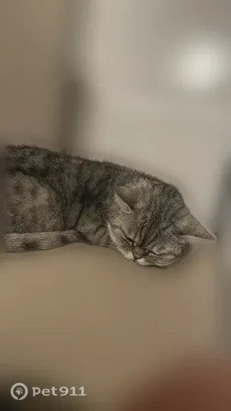Пропала кошка, село Высокая Гора, Высокая Гора — шотландская прямоухая, 15 лет - photo