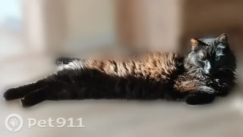Пропала кошка, Топки, Топкинская, д. 21, Топки — чернобурого цвета - photo