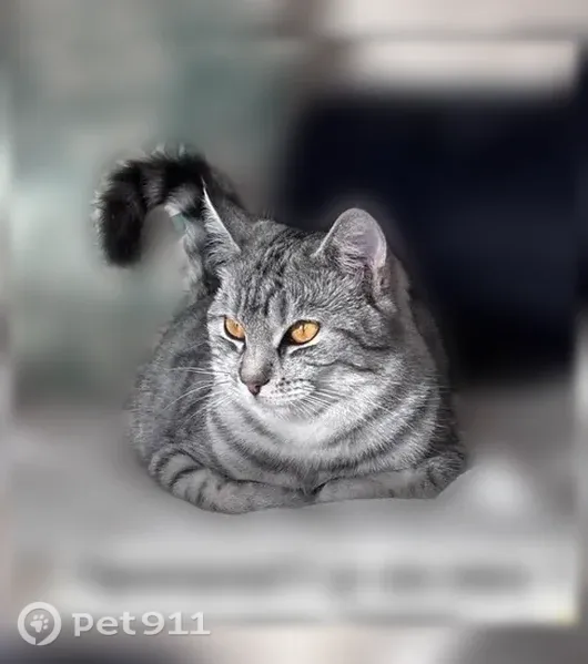 Пропала кошка, Брюховецкая, МКК, д. 4, Брюховецкая — оранжевые глаза - photo