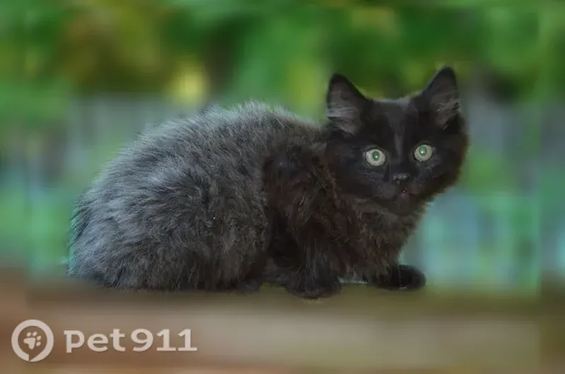 Кошка ищет дом, Деревня Смолиговка, Центральная — игривая и ласковая - photo