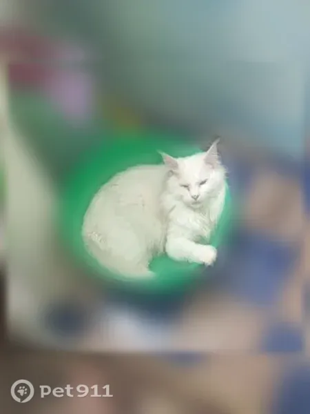 Пропала кошка Мальчик, Нижний Тагил (rl1251885) - photo