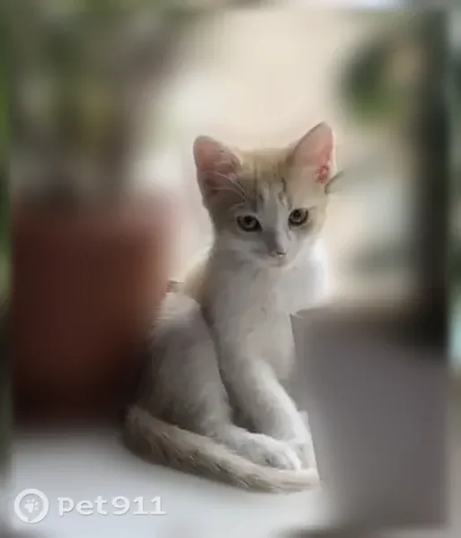 Пропала кошка, Быстрецкая, Рязань — бело-рыжеватый котёнок Кекс - photo