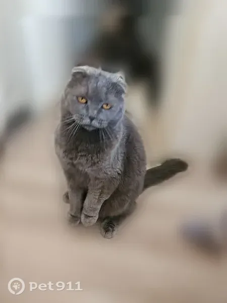 Пропала кошка, Ползунова, Уссурийск — крупный худой кот, выбежал ночью - photo