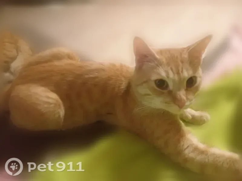 Пропала кошка, Станционная, д. 14, Курган — кот, пугливый, прячется под машинами - photo