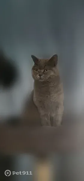 Пропала кошка, Деревня Кабаново, Кабаново — серая британская, 3 года - photo