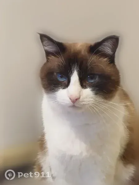 Пропала кошка, ул. Боткина, д. 3, Уфа — кот Стёпа, сильно напуган - photo