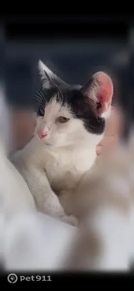 Кошка ищет дом, Химиков, д. 25, Казань — ласковый, приучен к лотку - photo