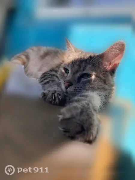 Кошка ищет дом, Тюмень, Пермякова, д. 53 — очень ласковая, приучена к лотку - photo