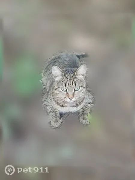 Пропала кошка, Фестивальный, Ульяновск — необычные зелёные глаза - photo