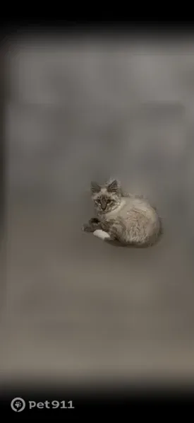 Пропала кошка, Территория ДНТ Казачий Караул, Забайкальский — котёнок, боится людей - photo