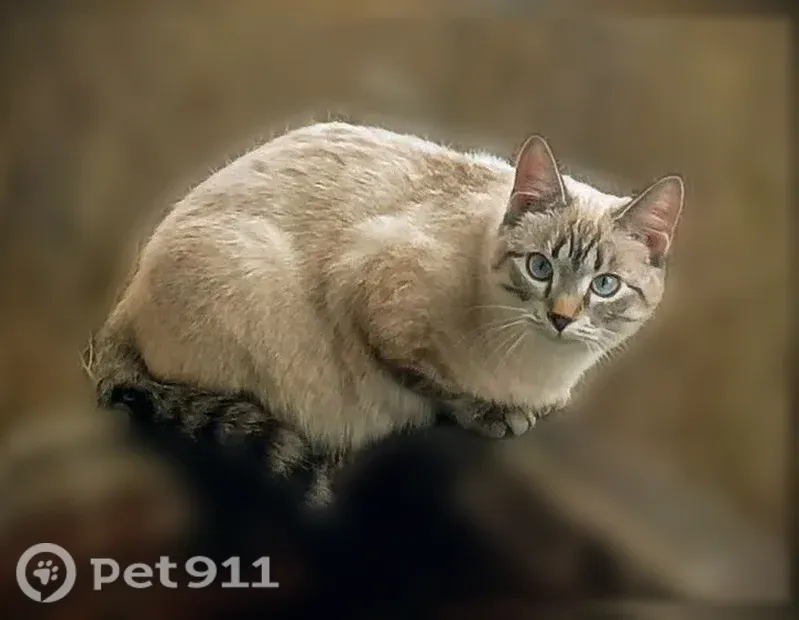 Пропала кошка, Район Советский (г Красноярск), Металлургов, д. 14В, Красноярск — очень пугливая - photo