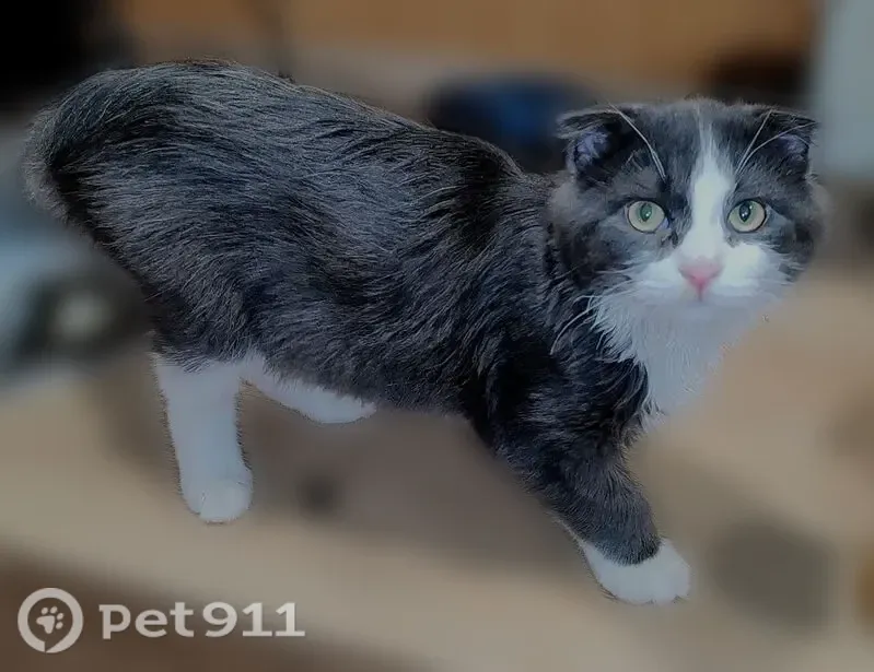 Пропала кошка, 3 Юго-Западный, д. 8, Ставрополь — котёнок, серо-белая, вислоухая - photo
