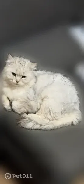 Пропала кошка, Ново-Ясенная, Смоленск — крупный серебристый кот - photo