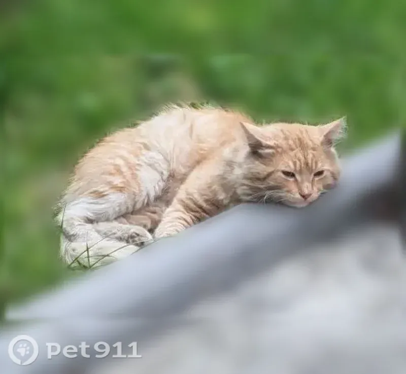 Пропала кошка, Поселок городского типа Томилино (г Люберцы), Люберцы — мурчучая - photo