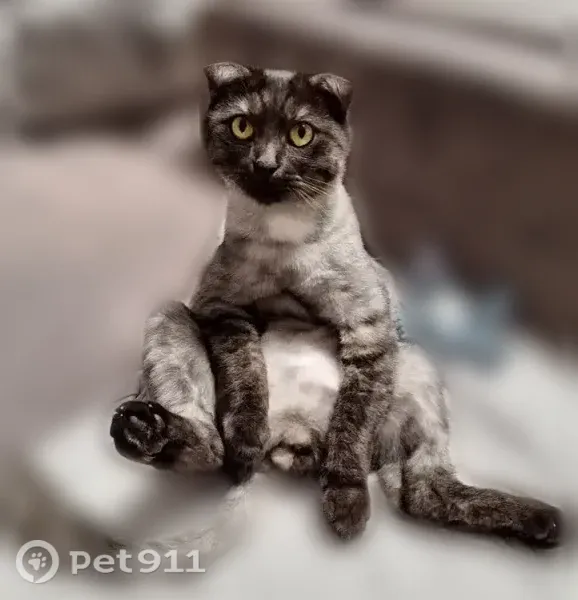 Пропала кошка, Деревня Русский Саскуль — Лео и Лили ушли в траву - photo