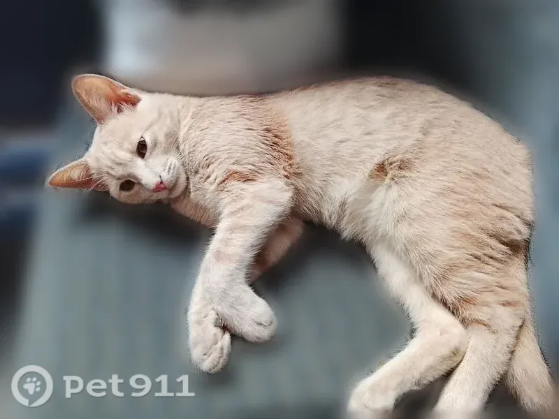 Пропала кошка, Люберцы — котёнок Леон персикового окраса - photo