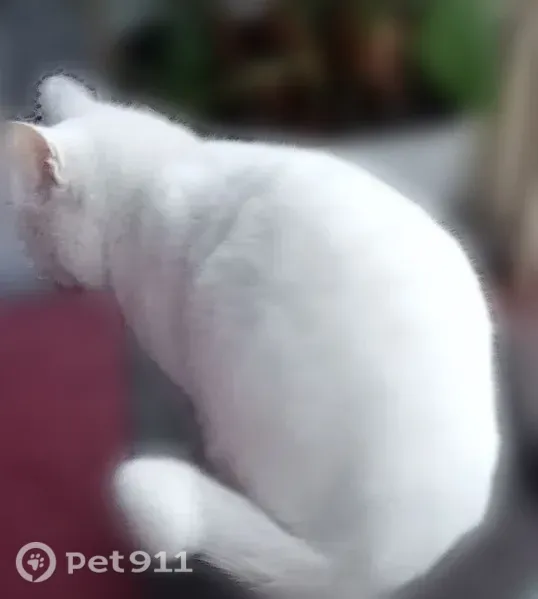 Кошка ищет дом, Иркутск — ласковая, идёт на контакт - photo