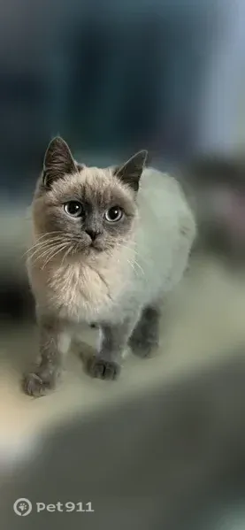 Пропала кошка, Тимашевск, 1-й Матросова, Тимашевск — кормящая, похожа на сиамскую - photo