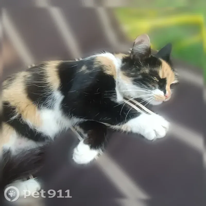Кошка ищет дом, Воронеж — ручная и очень контактная - photo