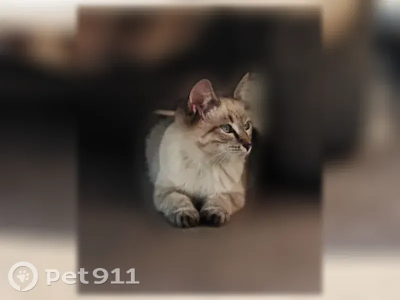 Кошка ищет дом, Черногорск — молодая ласковая кошечка - photo