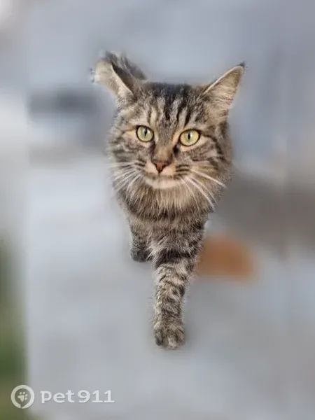 Найдена кошка, Хузангая, Чебоксары — нужна любящая семья - photo