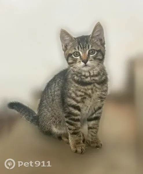 Кошка ищет дом, Тюмень, 8 Марта, Тюмень — табби, не дикий - photo