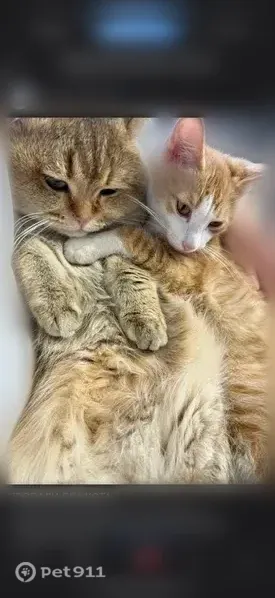Пропала кошка, Улан-Удэ, Лесная, Улан-Удэ - photo
