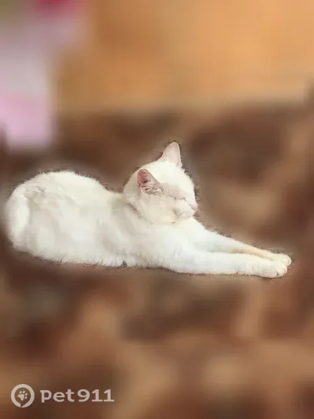 Кошка ищет дом, Деревня Покровские Поддубки, д. 26А — молодая и ласковая - photo