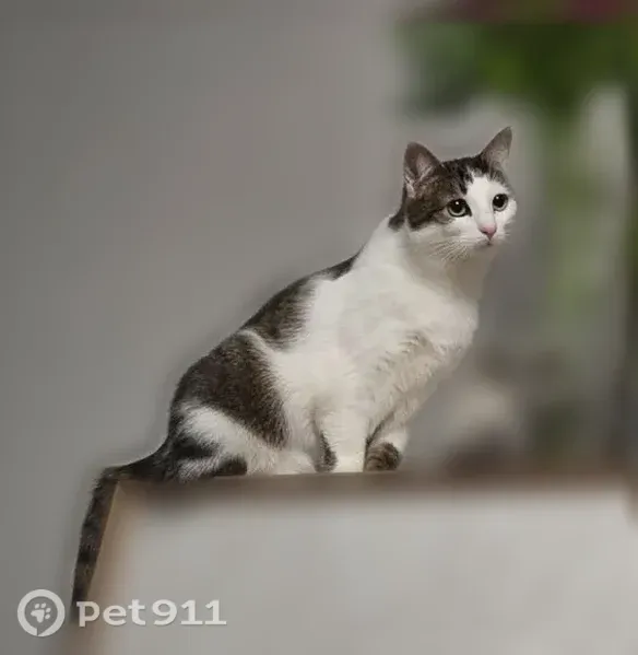 Пропала кошка, девочка, Район Приморский, Парашютная, д. 22, Санкт-Петербург — может шипеть - photo